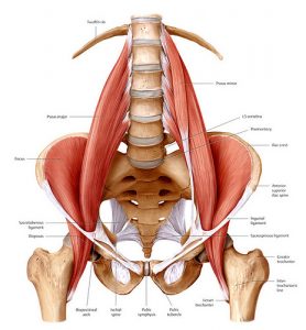 hip-muscles