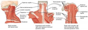 1111_posterior_and_side_views_of_the_neck